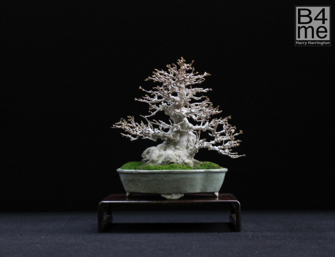 shohin bonsai display